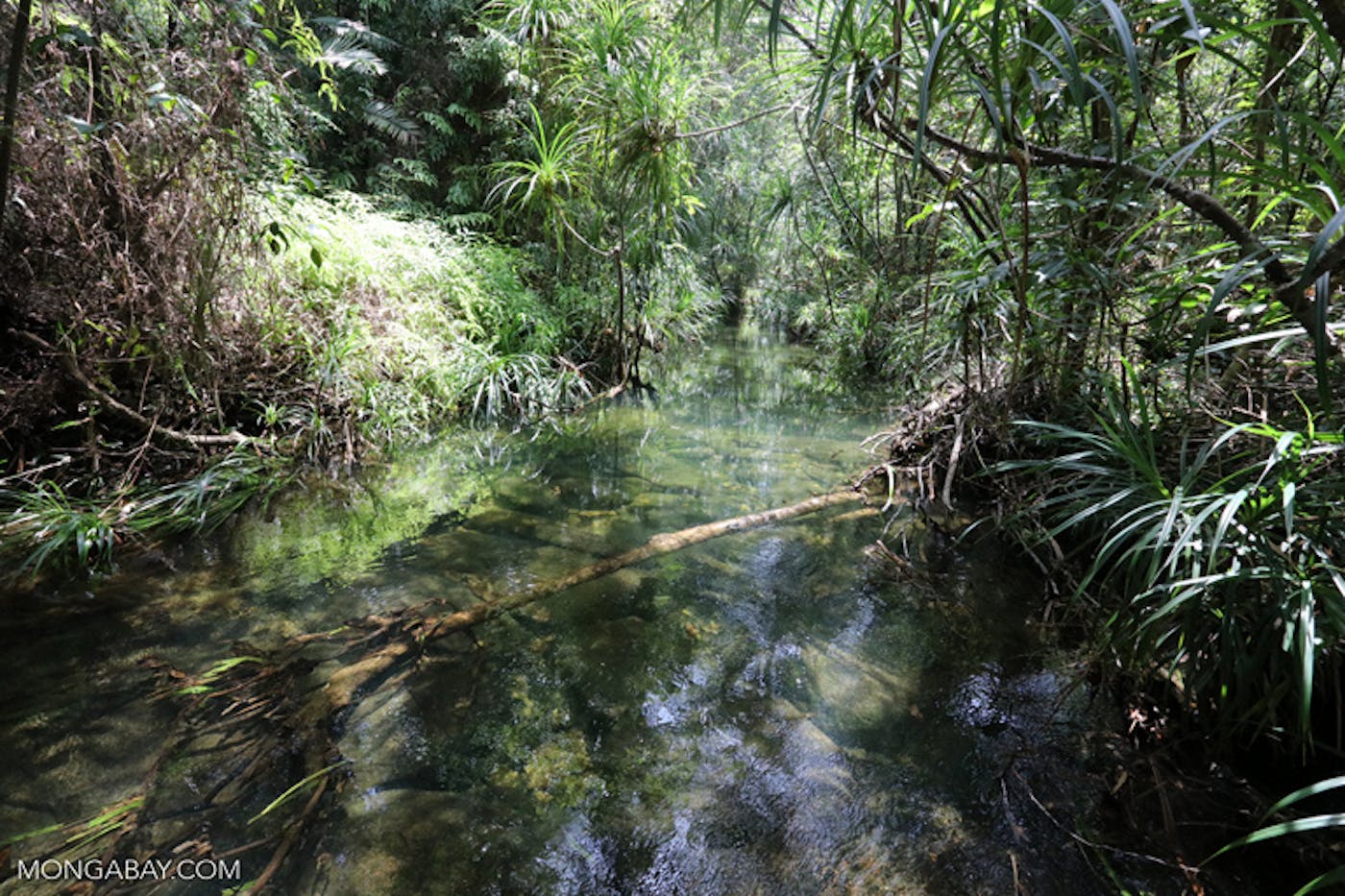 Indochina Mixed Forests & Peatlands (IM12)